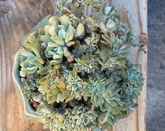 Rare echeveria topsy turvy crested with Ceramic Pot