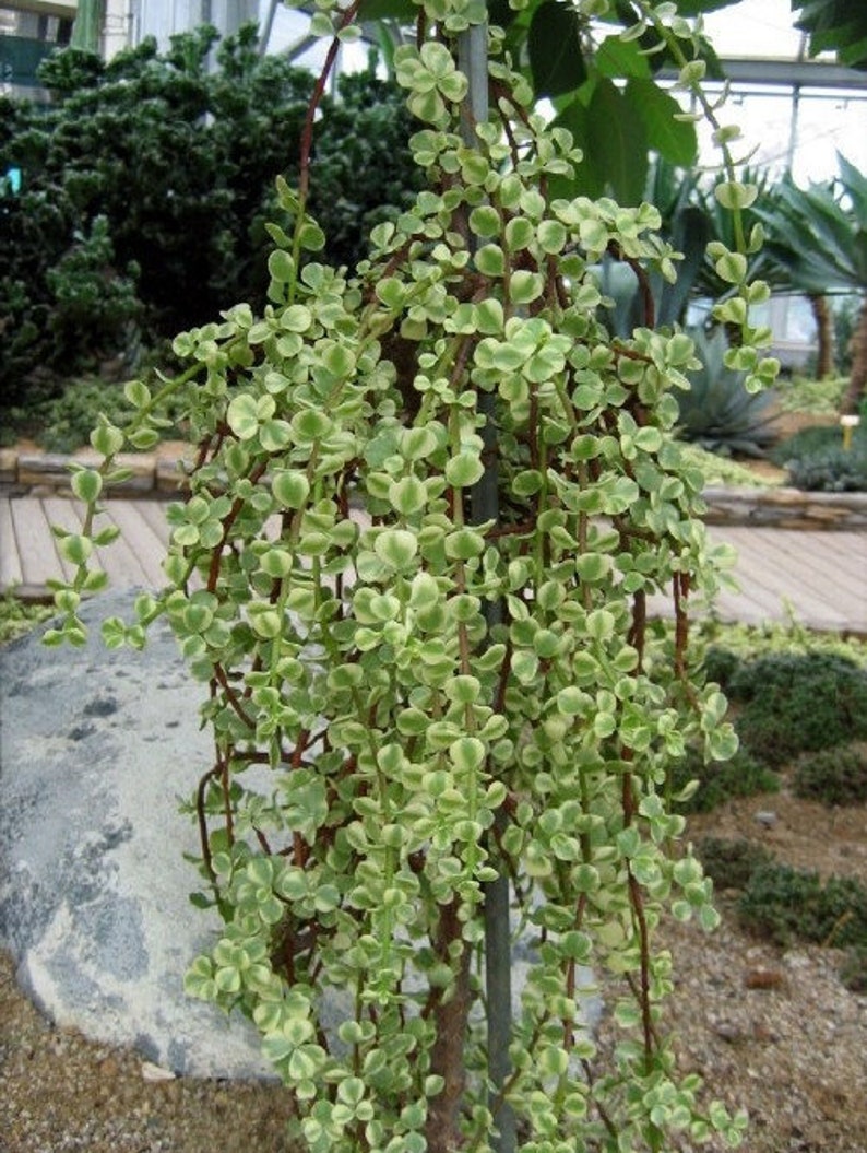 Variegated Elephant Bush Portulacaria Afra 2 Inch Pot. Etsy