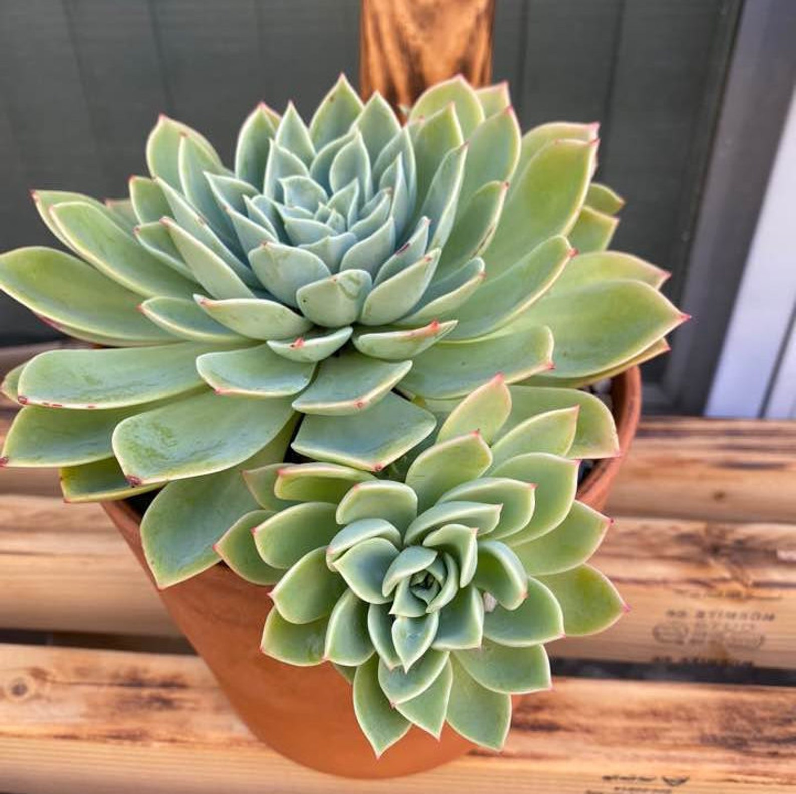 Echeveria Blue Atoll RARE Succulent Single Stem 2 Inch Live Etsy