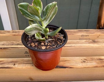jade plant soft leaves Jade Plant - Friendship Plant main image 1