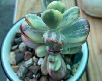 Cotyledon Orbiculata cv Variegate, Rare Korean Variegated Succulent, Free Shipping