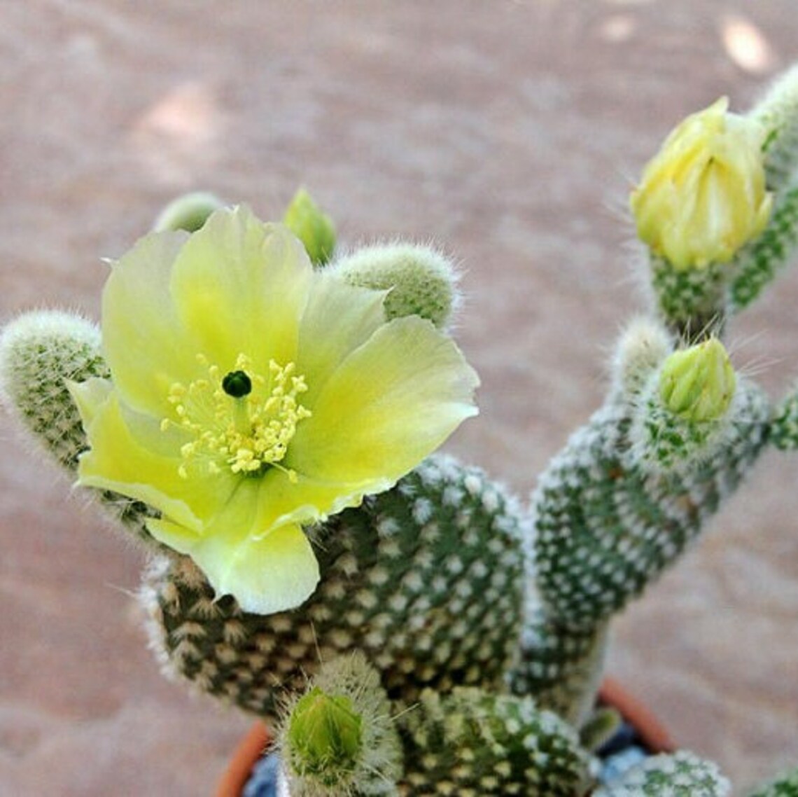 Angel Wings Cactus Opuntia Microdasys Albata/ Small Cactus Etsy