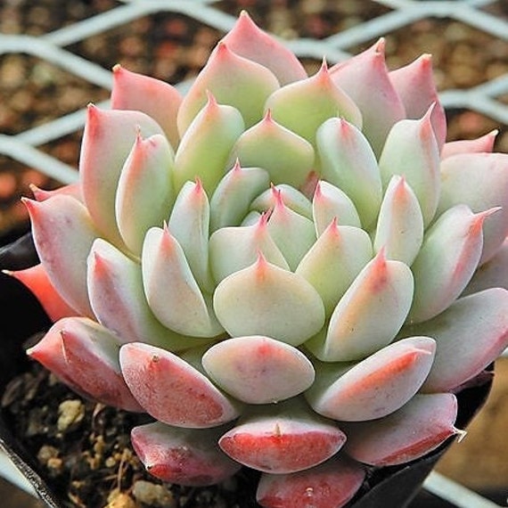 succulent mug Succulent Mug, Black Mug, Birthday Gift, Gift For Succulent Lovers, Ga –  Evergreen Farm