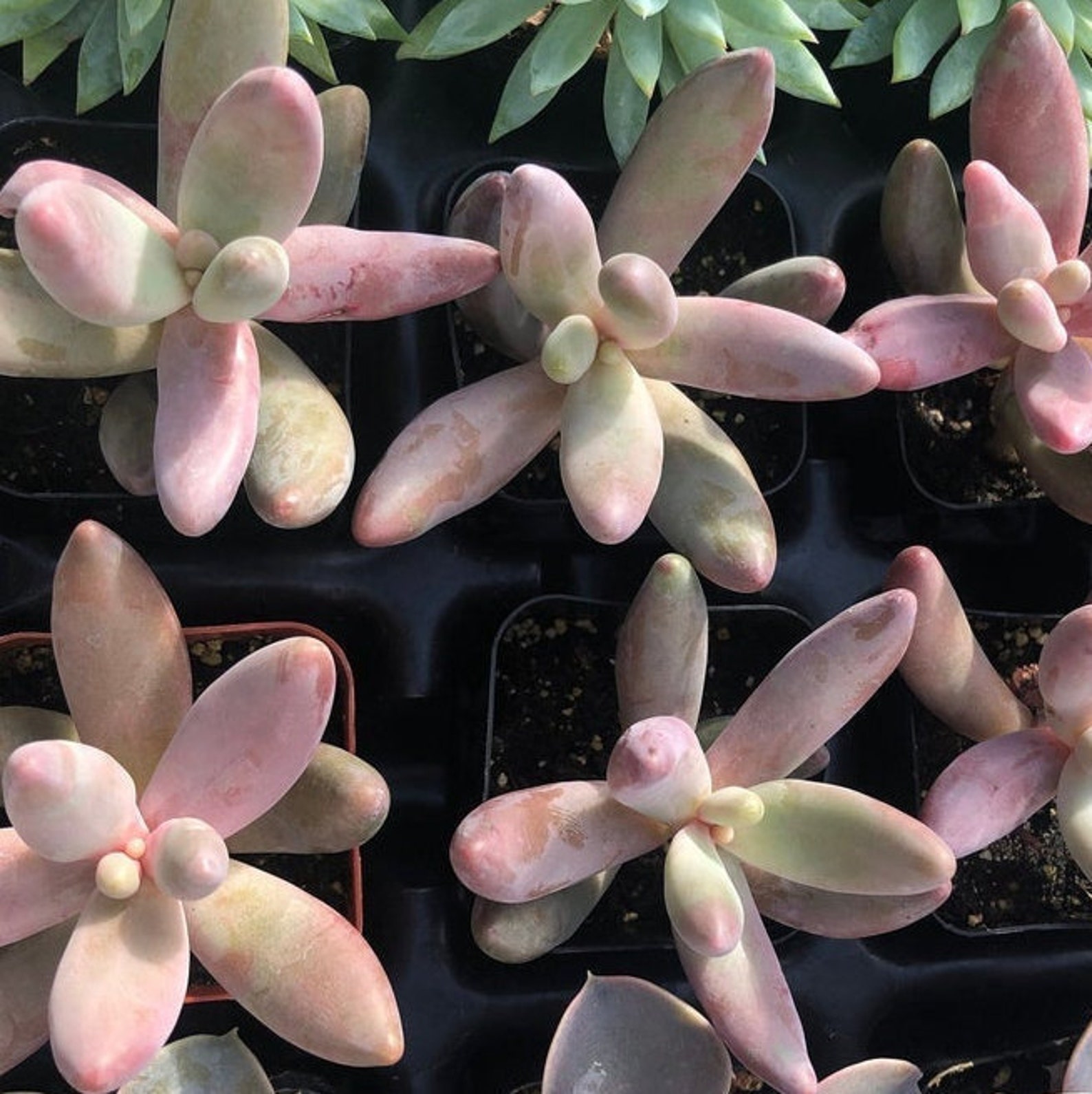 Pink Ganzhou Pachysedum Ganzhou Single Stem 2 Inch Live - Etsy