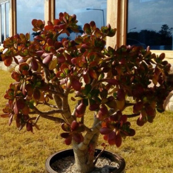 Jade Live Plant Crassula "money Tree", Single Stem, 2 Inch Pot, . - Etsy