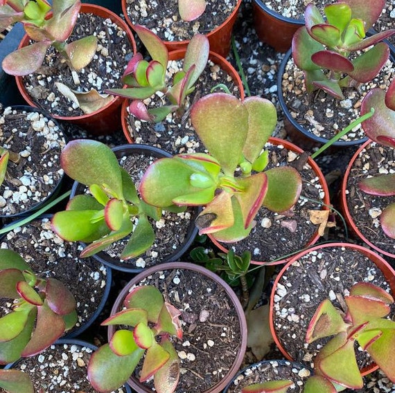 Jade Live Plant Crassula "money Tree", Single Stem, 2 Inch Pot, . - Etsy