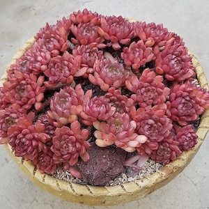May include: A terracotta pot filled with a variety of succulent plants. The succulents are a deep red color and have a rosette shape.