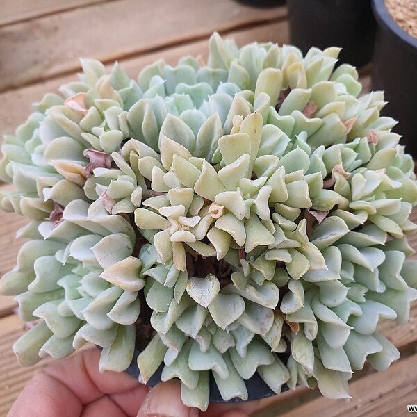 Echeveria runyonii 'Topsy Turvy' RARE Succulent, Single Stem, 2 Inch live Pot.