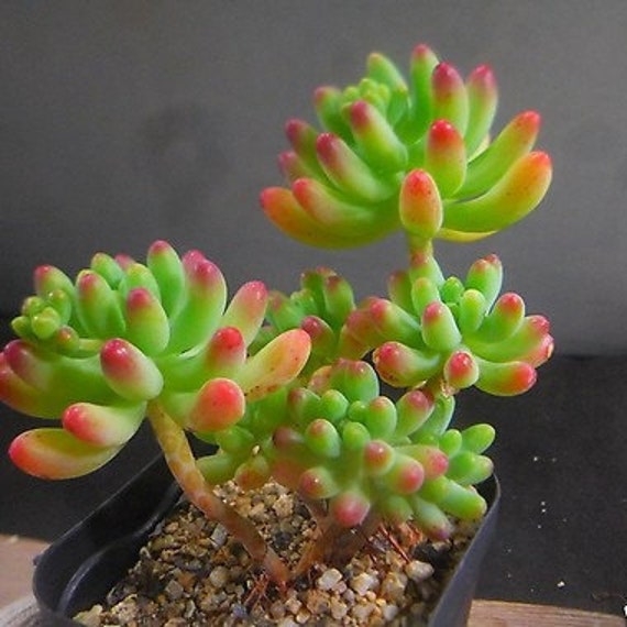 Sedum 'pachyphyllum' ,rare "korean Succulents", 2 Inch Pot. - Etsy