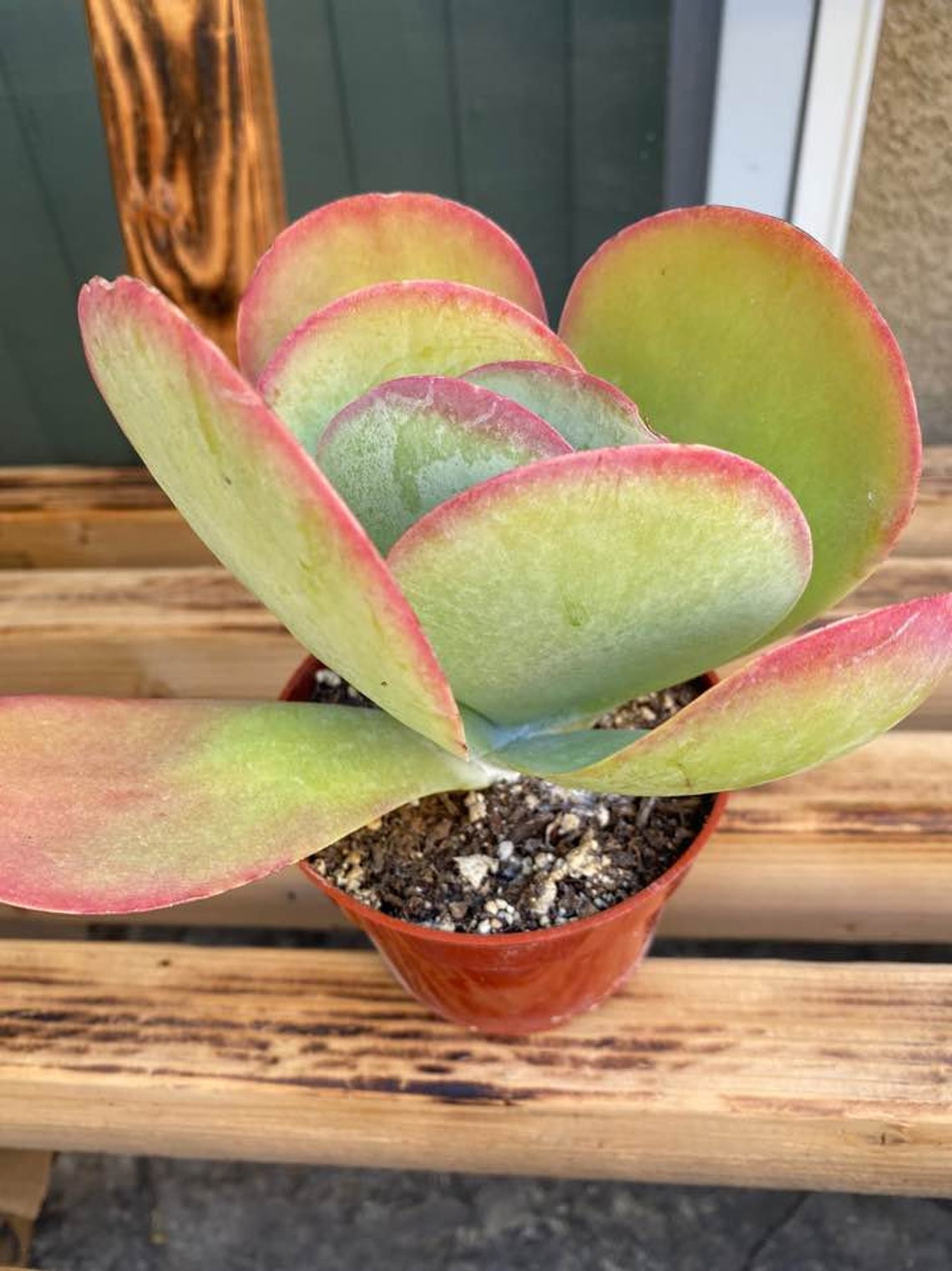 Kalanchoe Luciae / Flapjack Succulent Single Stem2 Inch Live Etsy