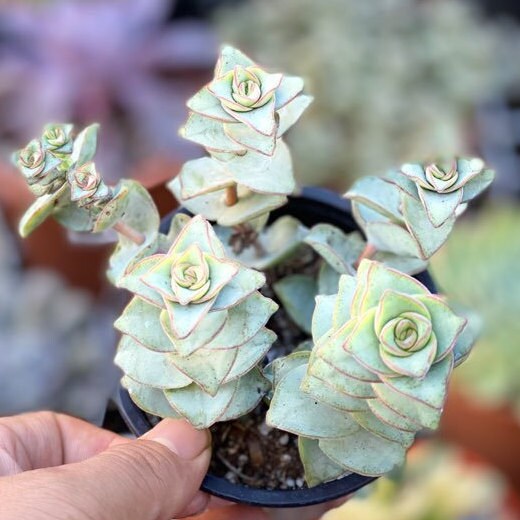 Mamasucculents - Etsy