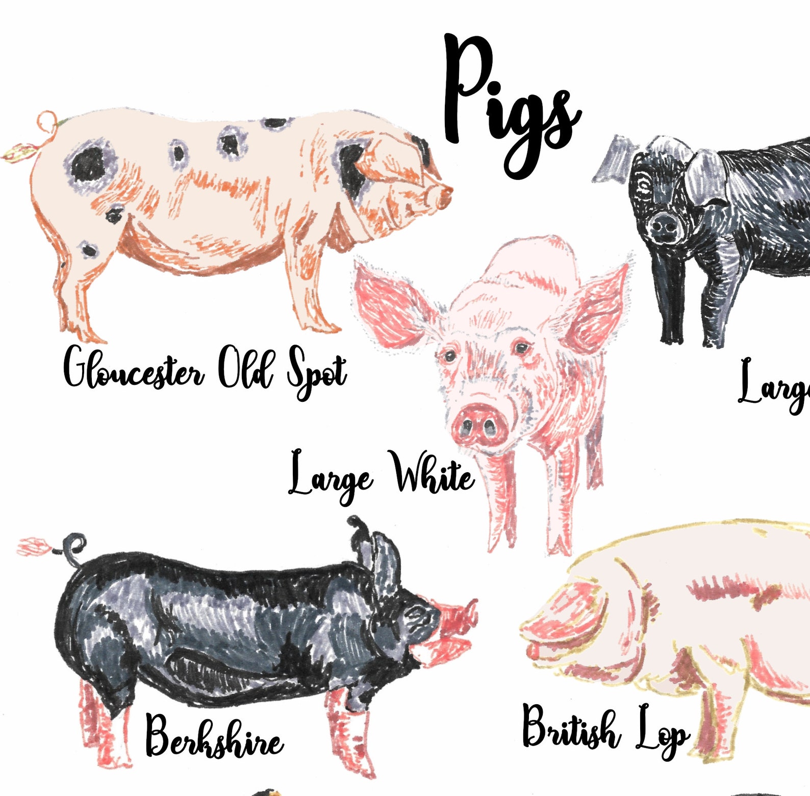 Pig Breeds Print Pig Print Pig Poster Farm Animals Pig Etsy