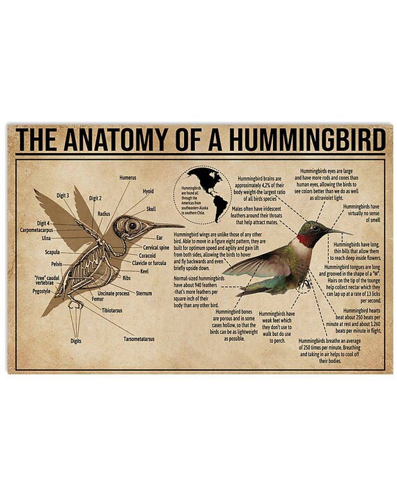 The Anatomy Of Hummingbird Poster Framed Canvas Photo Print Etsy