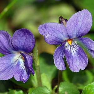Absolut z liści fiołka - Viola Odorata (Egipt)
