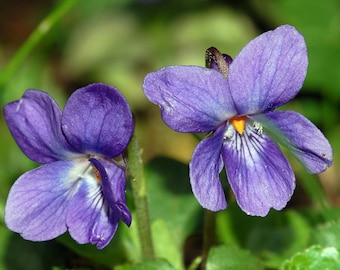 Violet Leaf Absolute - Viola Odorata (Egypt)