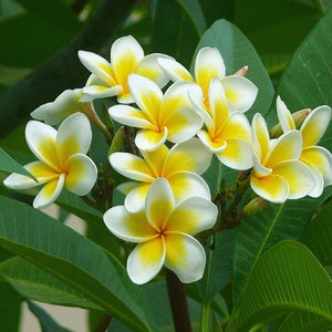 Frangipani White Absolute - Indian - Plumeria alba - 100% Pure & Natural