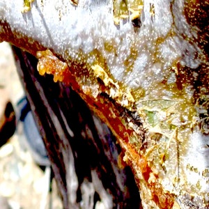 Myrrh Essential oil - Somalia - Commiphora myrrha
