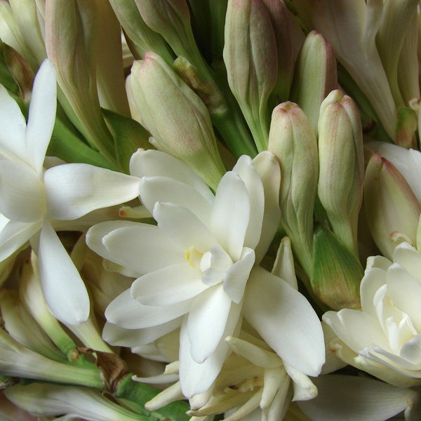 Tuberose Absolute - India - Polianthes tuberosa