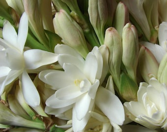 Tuberose Absolute - India - Polianthes tuberosa