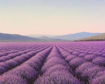 Aceite esencial de lavanda orgánico (ingredientes de perfumería)