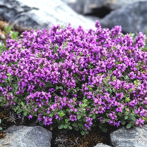 Könnte beinhalten: Nahaufnahme einer lebendigen Bodendeckerpflanze mit kleinen, lila Blüten und grünem Laub. Die Pflanze ist von grauen Felsen umgeben, was eine natürliche Szene schafft. Die Blüten stehen in voller Blüte.