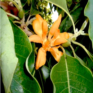 Golden Champaca Absolute- Michelia champaca - India -  100% Pure & Natural