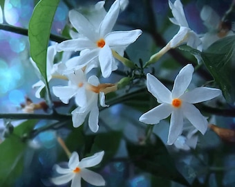 Night Jasmine Oil Co2 - India (Perfumery Ingredients)