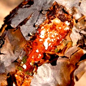 Green Hojari Frankincense Essential Oil - Boswellia sacra - Oman