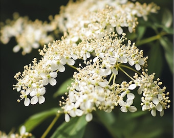 Absoluto de flor de saúco (ingredientes de perfumería)