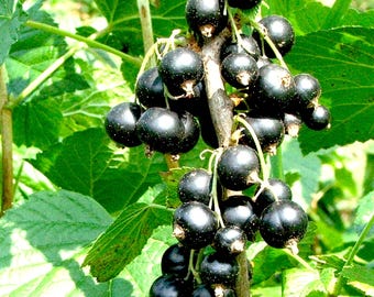 Absoluto de brotes de grosella negra - 28 % ETH (ingredientes de perfumería)