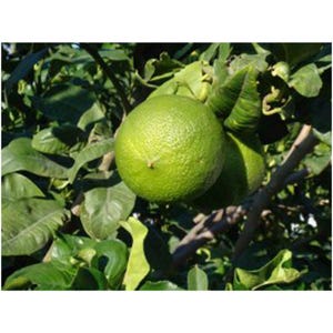 May include: Close-up of a lime tree branch with several green limes and lush green leaves. The limes have a textured surface and are partially obscured by the leaves. The image is well-lit, showcasing the natural colors of the fruit and foliage.
