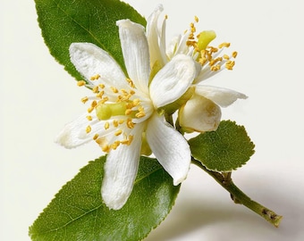 Lilybelle - Symrise (Perfumery Ingredients)