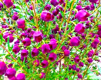 Absoluto de Boronia - Boronia megastigma - Australia