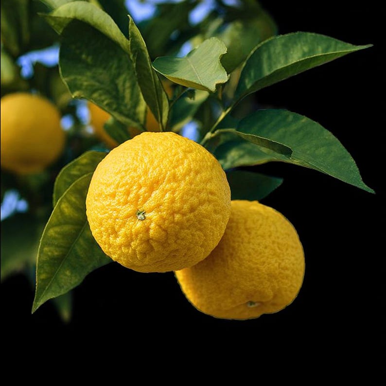 Puede incluir: Primer plano de dos c&iacute;tricos amarillos maduros con piel texturizada, colgando de una rama con hojas verdes. Las frutas son redondas y parecen ser un tipo de c&iacute;trico, posiblemente un lim&oacute;n o una variedad similar. El fondo es oscuro.