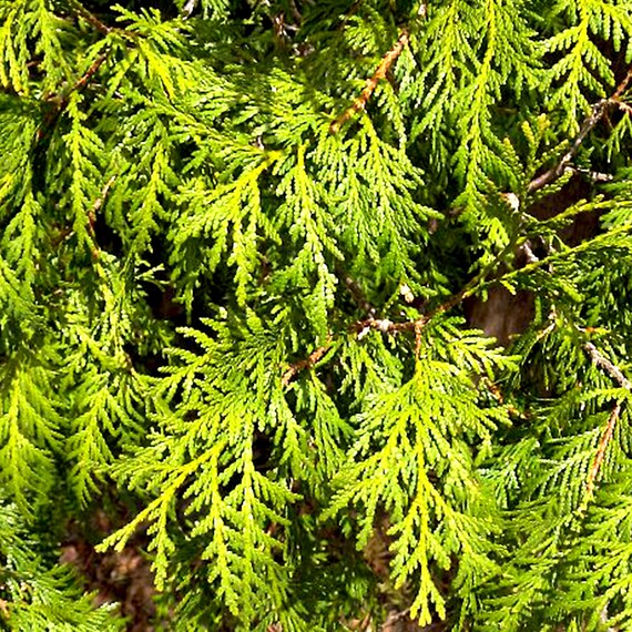 pflege kokospalme zimmerpflanze braune blätter Cocos nucifera