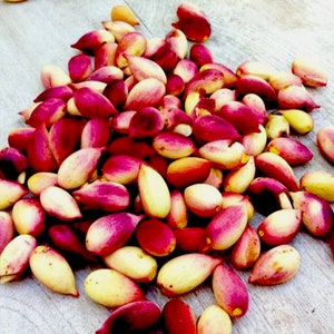 Pistachio Peel Essential Oil - France - Pistacia vera