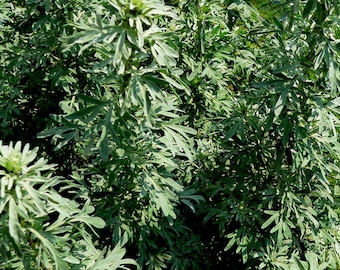 Aceite esencial de ajenjo (ingredientes de perfumería)