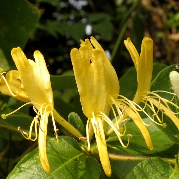 Honeysuckle Essential Oil Co2 India Lonicera Caprifolium Etsy