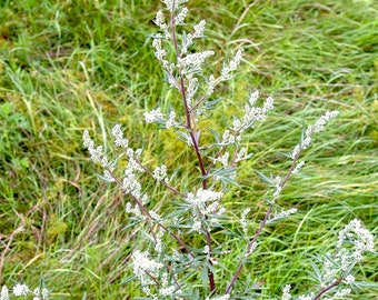 Aceite esencial extra de Artemisia - Nepal - Artemisia vulgaris