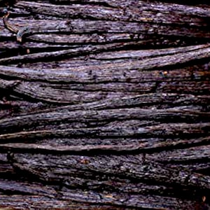 Vanilla Absolute Extra - Madagascar – Vanilla planifolia