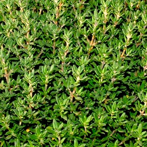 Wild Thyme Essential Oil - Thymus saturejoides - Morocco