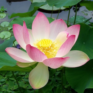 Pink Lotus Absolute - India - Nelumbo nucifera - 100% Pure & Natural