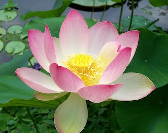 Roze lotusabsoluut - India - Nelumbo nucifera - 100% puur en natuurlijk