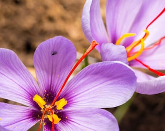 Saffron oil 5% MPG  - India -Crocus sativus L.