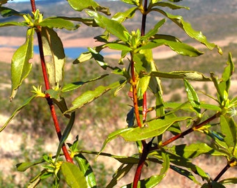 Ambreine Essential Oil (Sweet Amber)– Cistus ladaniferus - Spain - 100% Pure & Natural