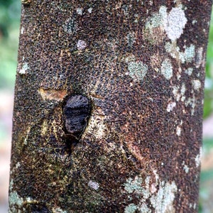 Wild Oud Absolute from second distillation - Agallocha - 100% Pure & Natural - Nagaland India