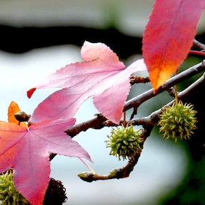 May include: A detailed shot of a tree branch displaying autumnal colours. Pink and red leaves, similar to maple leaves, are visible. Green, spiky seed pods hang from the branch. The background is blurred, with white and green tones.