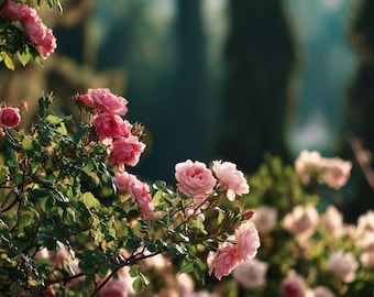Aceite de rosa búlgara - Bulgaria (Ingredientes de perfumería)