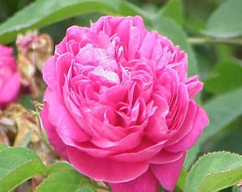 Absoluto de Rosa de Mayo (Ingredientes de perfumería)