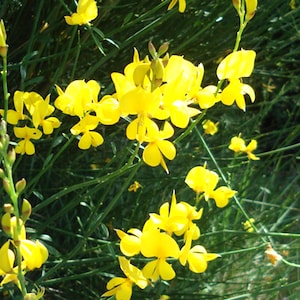 Broom Absolute also called Genet Absolute - Spartium junceum L - Morocco